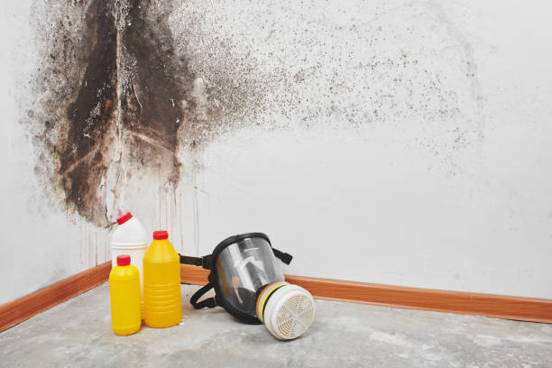 Best Toxic Mold Removal  in Byron Center, MI