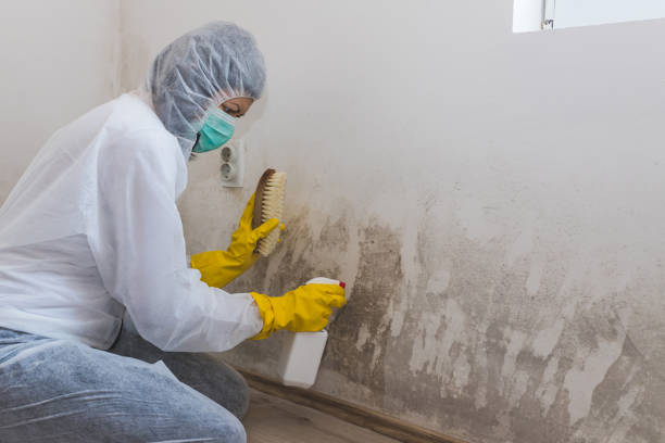 Best Mold Removal Process  in Byron Center, MI
