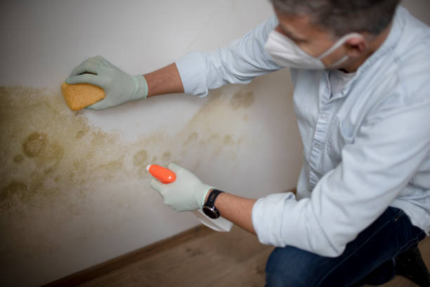 Best Professional Mold Removal  in Byron Center, MI