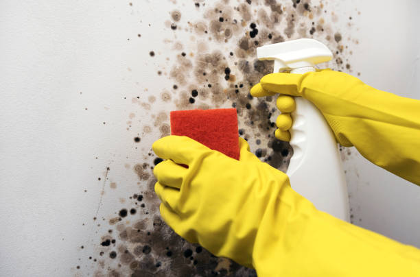 Best Same-Day Mold Removal  in Byron Center, MI