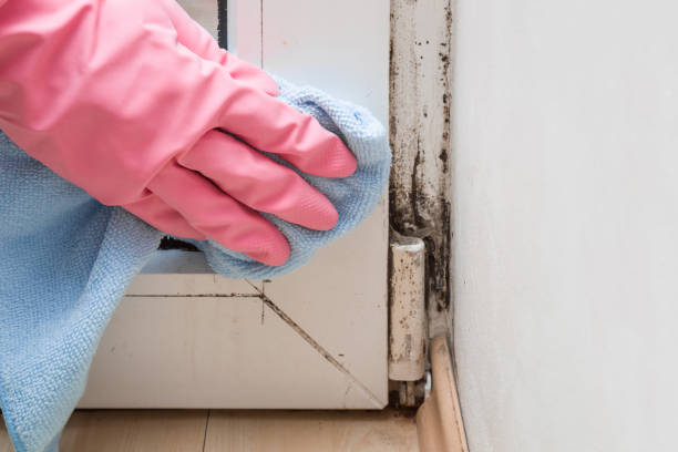 Best Affordable Mold Removal  in Byron Center, MI